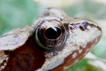 Frog-eyes