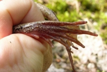 Frog-feet