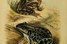 Frog illustration