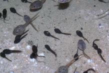 Larvae-of-Frogs