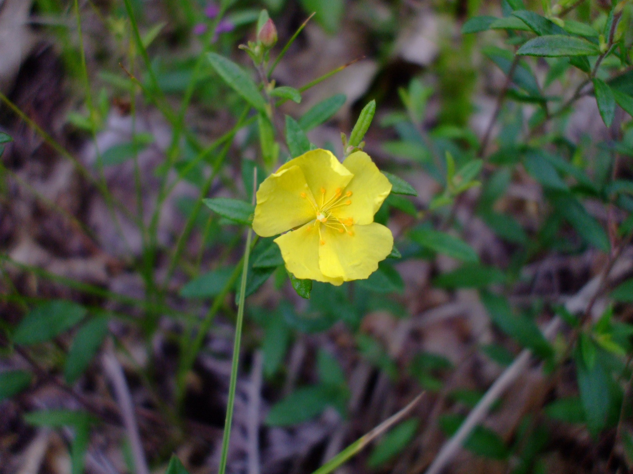 Close-view-of-Frostwort-flower