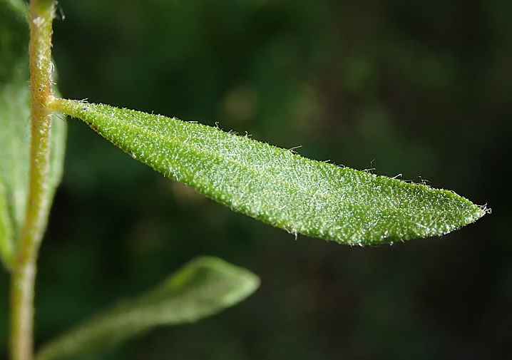 Frostwort-leaf