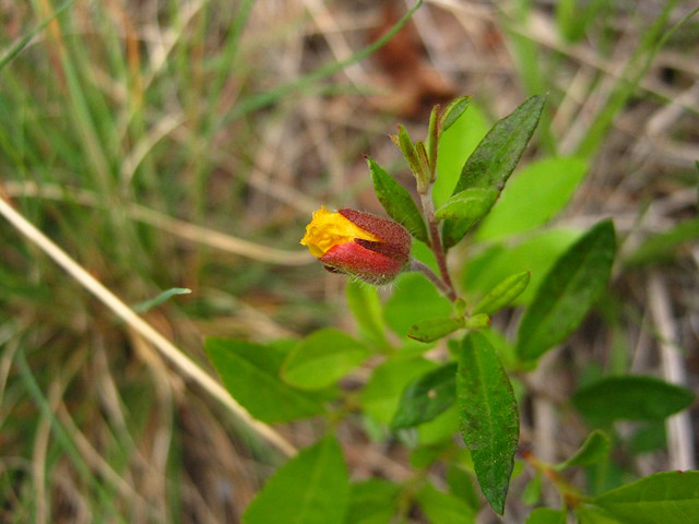 Opening-buds-of-Frostwort-flower