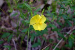 Close-view-of-Frostwort-flower