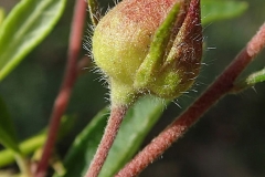 Flower-buds-of-Frostwort
