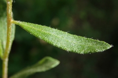Frostwort-leaf