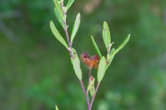 Frostwort-leaves