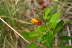 Opening-buds-of-Frostwort-flower