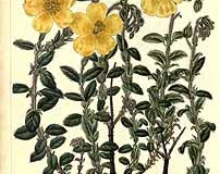 Plant-illustration-of-Frostwort