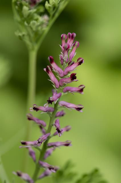 Close-up-flower-of-Fumitory