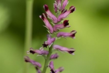 Close-up-flower-of-Fumitory