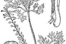 Fumitory-drawing