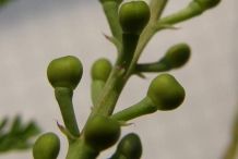 Fumitory-fruit