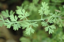 Fumitory-leaves
