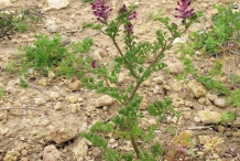 Fumitory-plant