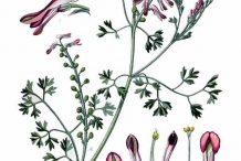 Illustration-of-Fumitory