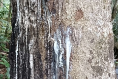 Bark of Gabon Plum tree