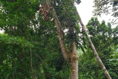Gabon-Plum-tree-growing-wild