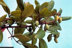 Immature-fruits of Gabon Plum tree