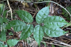 Leaves of Gabon Plum tree