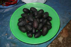 Mature-fruits-of-Gabon-Plum tree