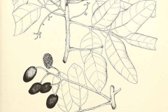 Sketch-of-Gabon-Plum tree