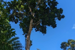 Gabon Plum Tree