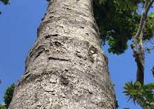 Trunk-of-Gabon-Plum tree