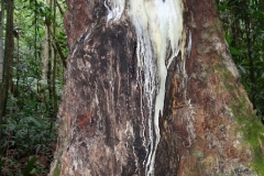 White-gum-or-resin-of-Gabon-Plum tree