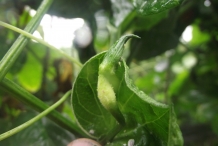 Gac-fruit-bud
