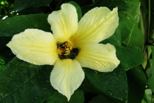 Gac-fruit-flower