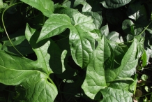 Gac-fruit-leaves