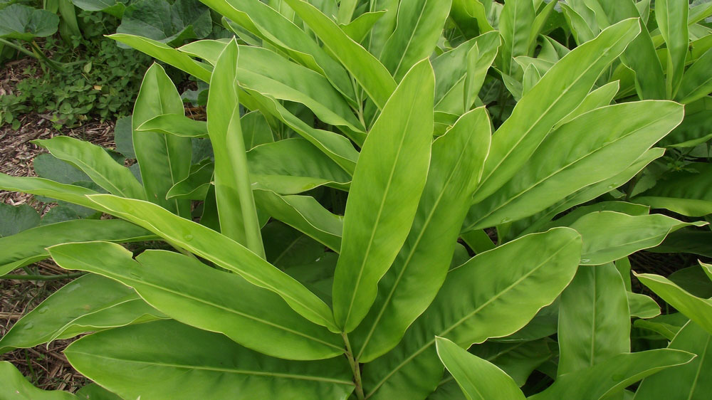 Leaves-of-Galangal