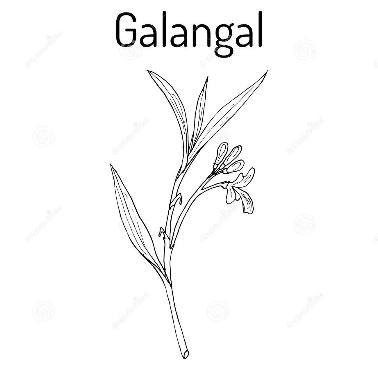 Sketch-of-Galangal