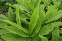 Leaves-of-Galangal