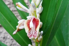 Flower-of-Galangal