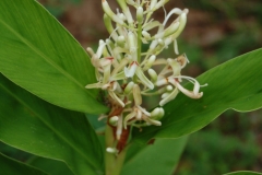 Flowering-buds-and-flowers-of-Galangal