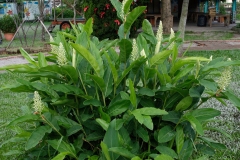 Galangal-Plant