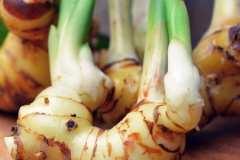 Galangal