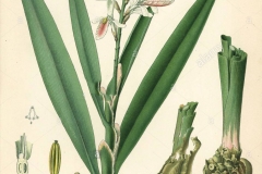 Plant-illustration-of-Galangal