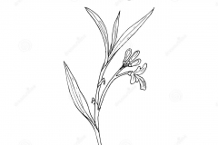 Sketch-of-Galangal