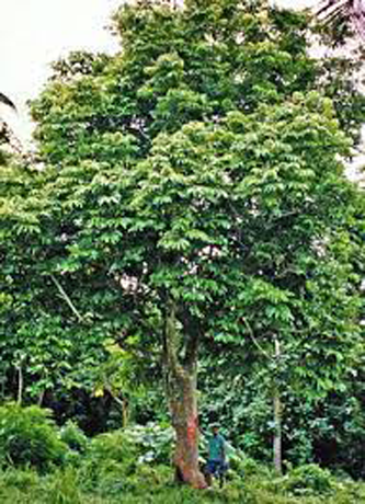 Galip-nut-plant-growing-wild