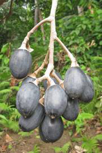 Mature-fruits-of-Galip-nut