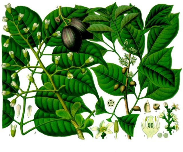 Plant-Illustration-of-Galip-nut