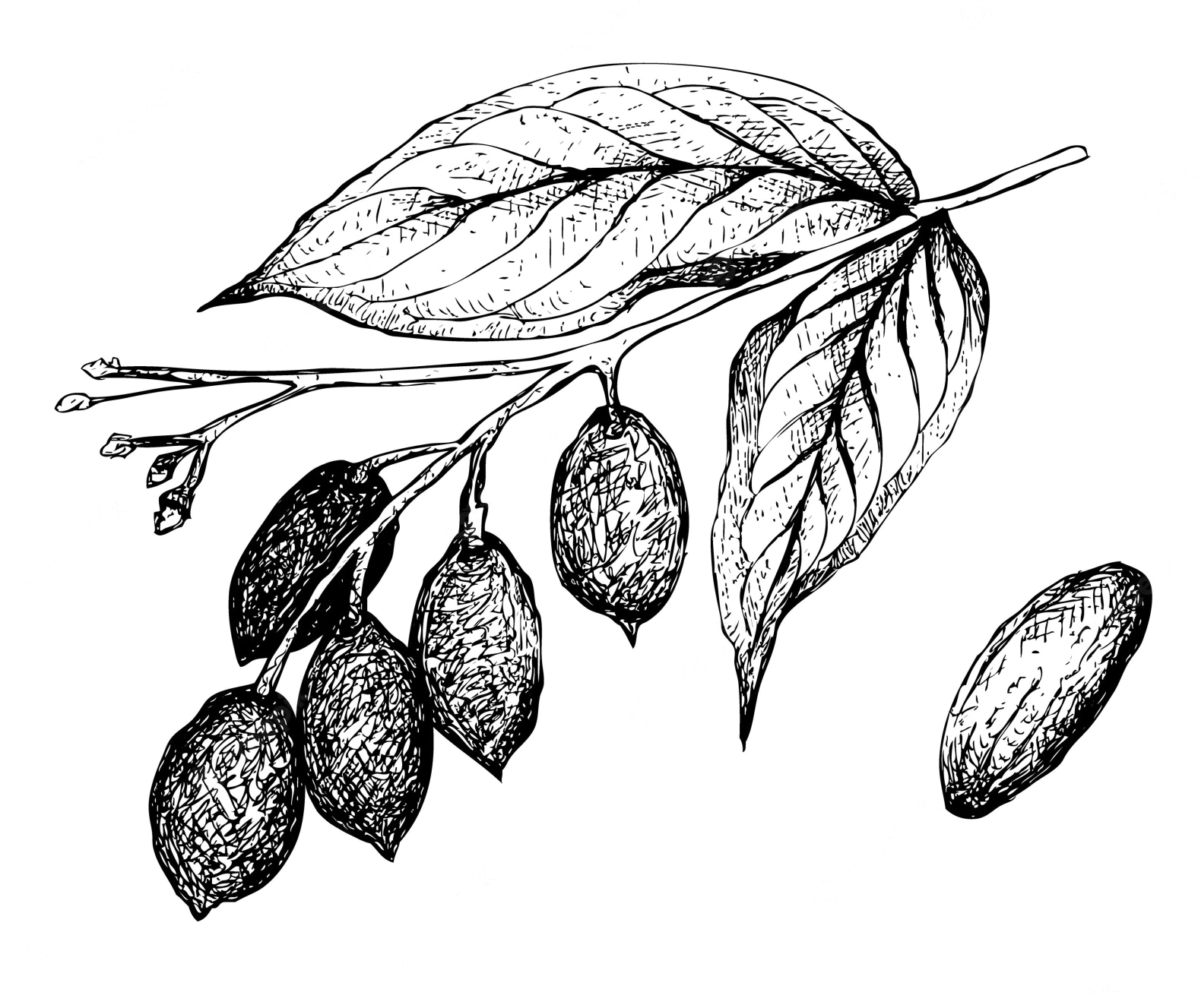 Sketch-of-Galip-nut