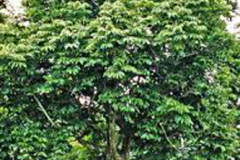 Galip-nut-plant-growing-wild