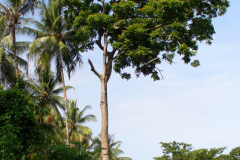 Galip-nut-tree