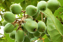 Immature-fruits-of-Galip-nut