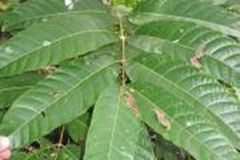 Leaves-of-Galip-nut