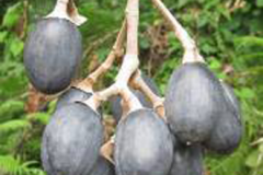Mature-fruits-of-Galip-nut